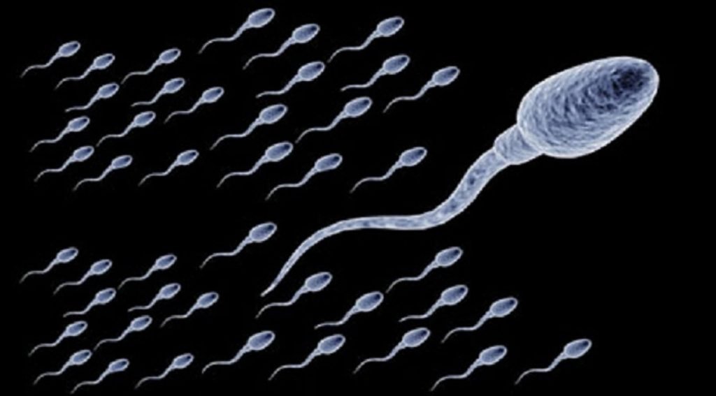 أعراض ضعف الحيوانات عند الرجل